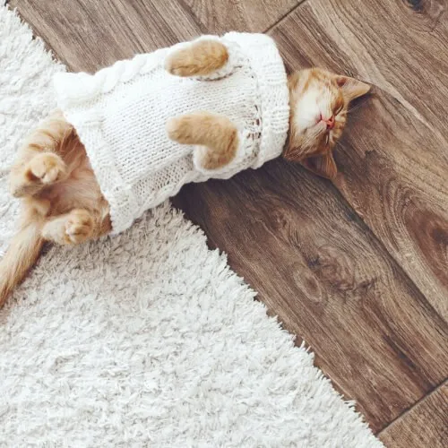Barrett Floors Hardwood Flooring, Prescott AZ: A cat in a sweater sleeping on hardwood flooring