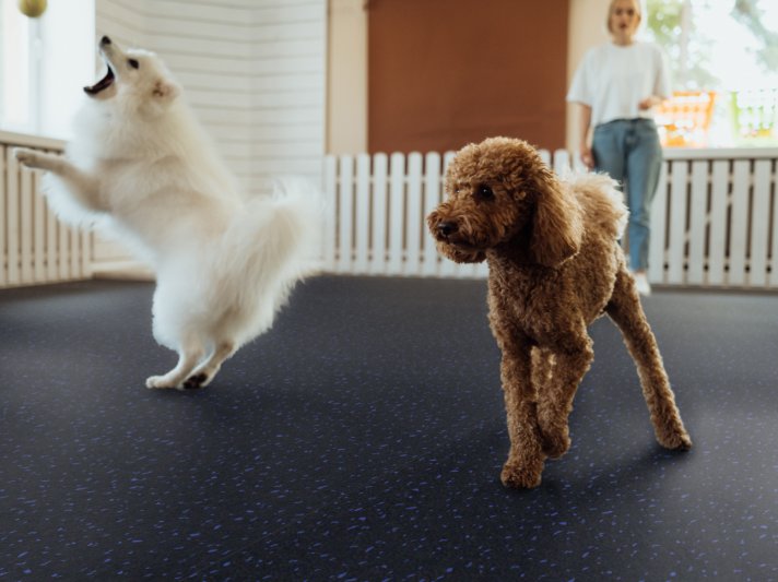 Protect-All flooring in an animal care facility in Prescott, AZ