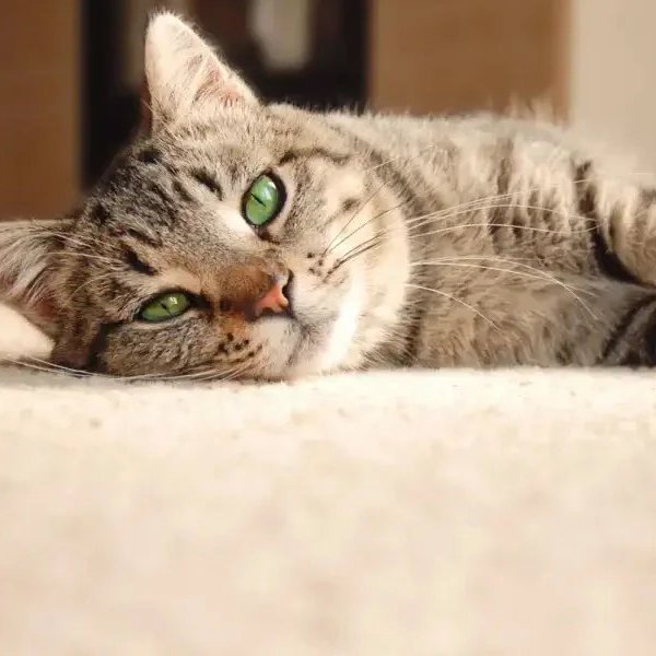 Carpet Flooring in Prescott AZ